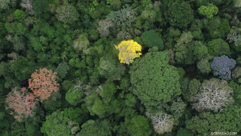 Groundbreaking Study Uncovers Key Drivers of Tropical Forest Biodiversity