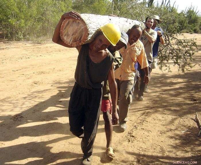 Revised Wood Density Formula Reveals 50-Year Overestimation of Forest Carbon Stocks