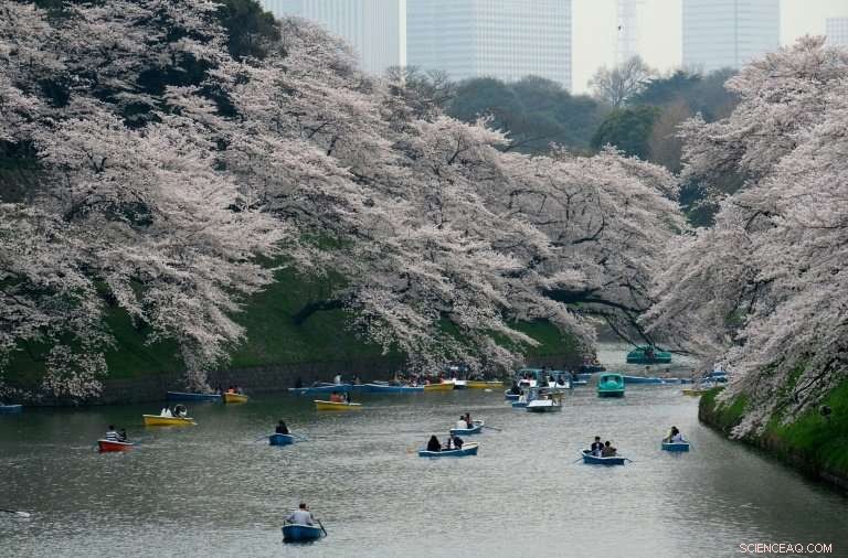 Early Bloom: Japan’s Iconic Cherry Blossoms Surprise with Autumn Appearance