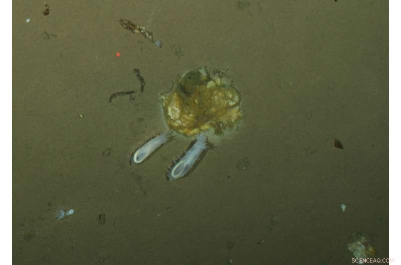 Comprehensive Study Reveals Arctic Ocean Floor Ecosystem Dynamics