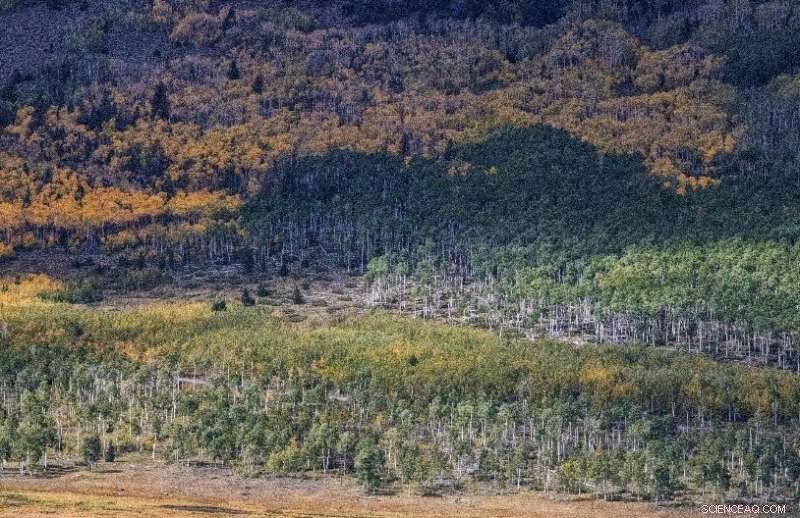 In-Depth Study of Pando Uncovers Serious Threats to the Aspen Clone