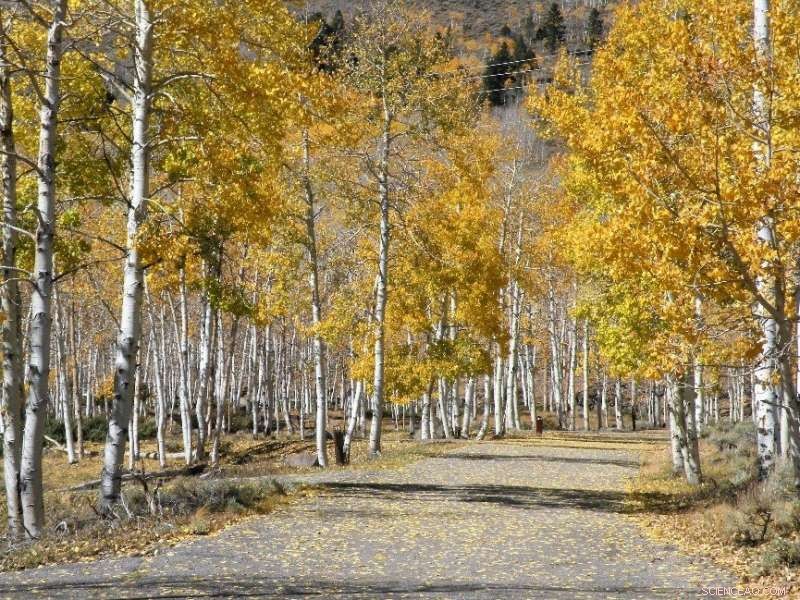 In-Depth Study of Pando Uncovers Serious Threats to the Aspen Clone