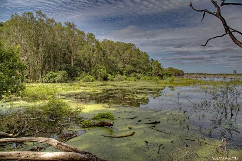 When Wetlands Dry: How Seasonal Shifts Affect Fogg Dam in Australia