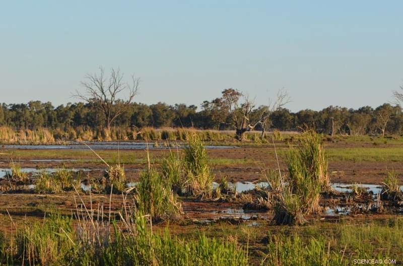 When Wetlands Dry: How Seasonal Shifts Affect Fogg Dam in Australia