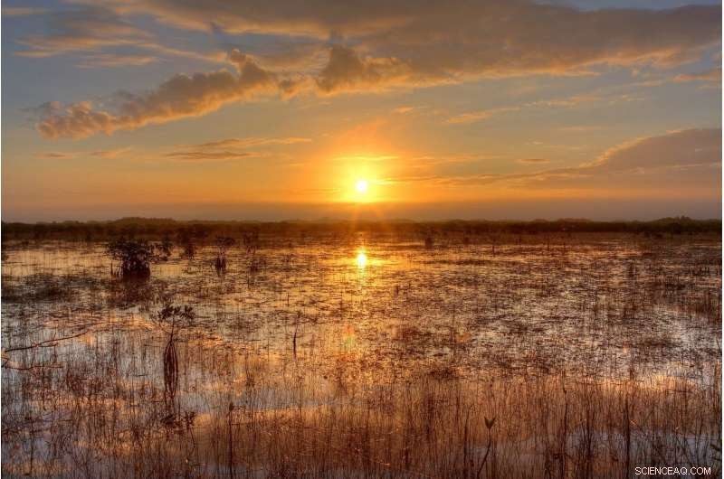 Everglades Restoration Faces Rising Ocean Threats—New Report Highlights Urgent Challenges