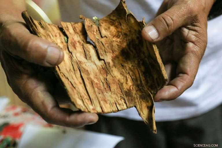 Peru Urgently Protects Its National Cinchona Tree