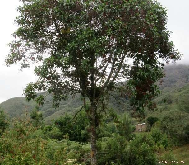 Peru Urgently Protects Its National Cinchona Tree