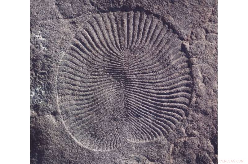 Special Issue Reveals Novel Insights Into Ancient Life