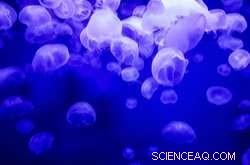 Jellyfish Filters: A Natural Solution to Clean Water of Plastic