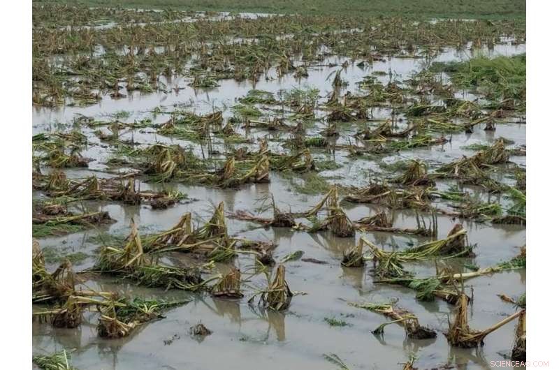 Global Hunger Spikes Again: Climate Change Drives Rising Food Insecurity