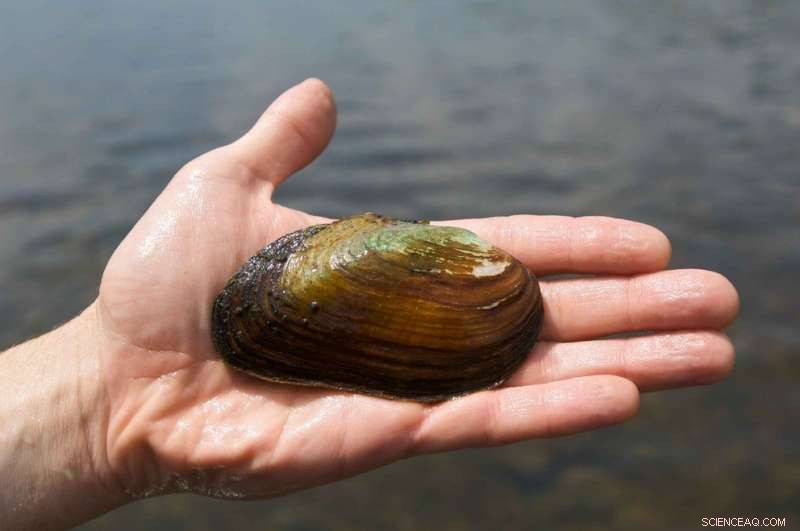 Strontium Accumulation in Freshwater Mussel Shells Reveals Fracking Wastewater Impact