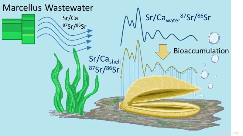 Strontium Accumulation in Freshwater Mussel Shells Reveals Fracking Wastewater Impact