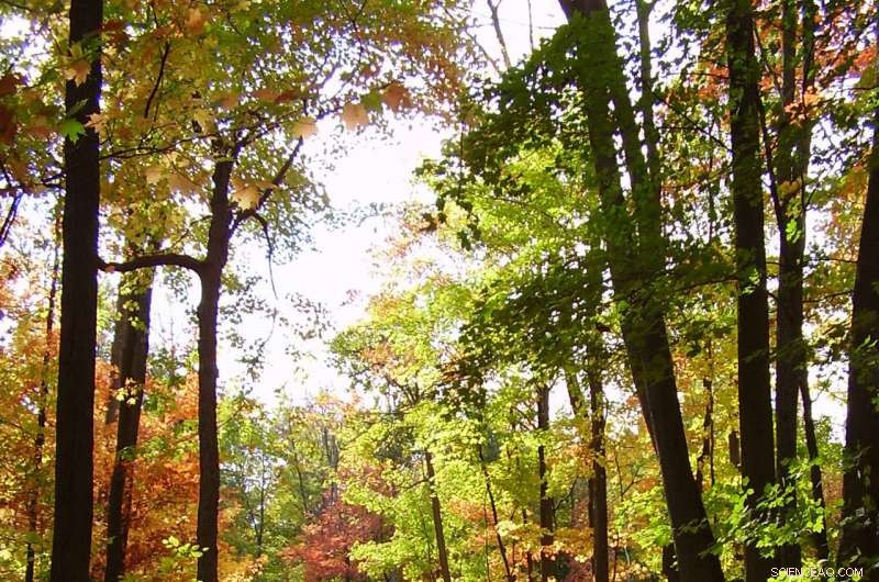 Global Warming Reduces Nitrogen Availability for Plants, Study Reveals