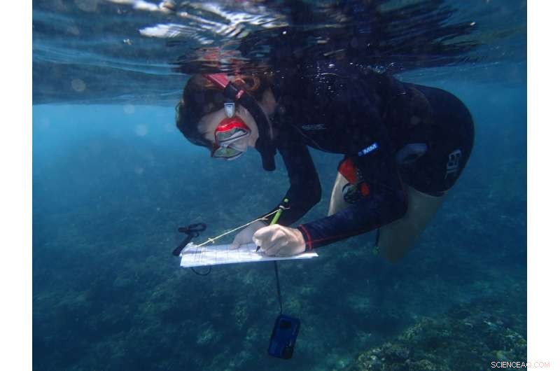 Fish Withdraw from Bleached Coral Reefs, Highlighting Climate Change Impact