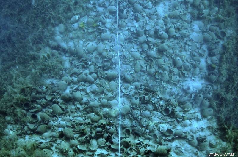 Seagrass Meadows: Unveiling the Underwater Time Capsule of Archaeology