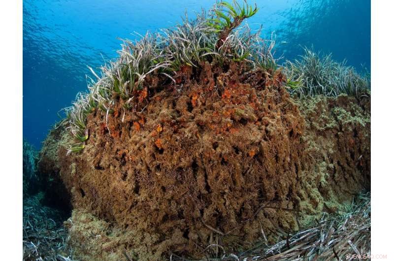 Seagrass Meadows: Unveiling the Underwater Time Capsule of Archaeology