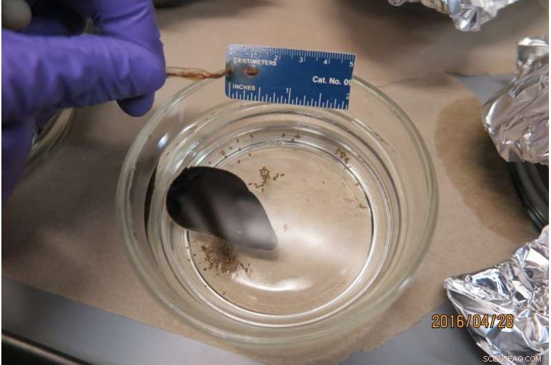 How Mussels Can Reveal the Health of Our Oceans