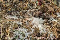 Turning Chicken Feathers and Grape By‑Products into Eco‑Friendly, Sustainable Materials