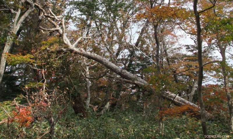 Tree Ring Analysis Confirms Poleward Shift of Tropical Storms