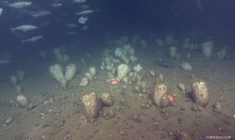 How Glass Sponges Thrive Amid Climate Change on the Scotian Shelf