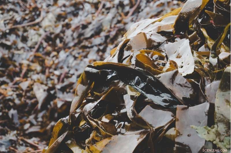 Seaweed‑Based Coffee Cups: A Sustainable Alternative to Single‑Use Plastics
