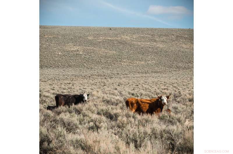 Meat Consumption and the Environment: The Role of Cattle in Climate Change