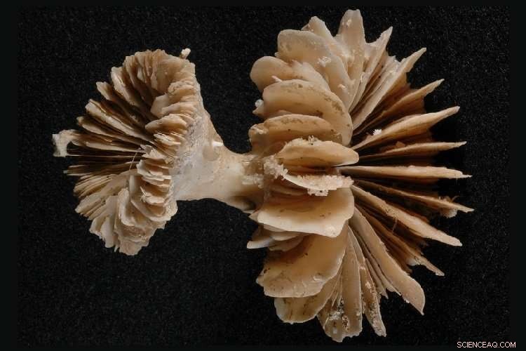 Antarctic Ocean CO₂ Release Key to Ending the Ice Age