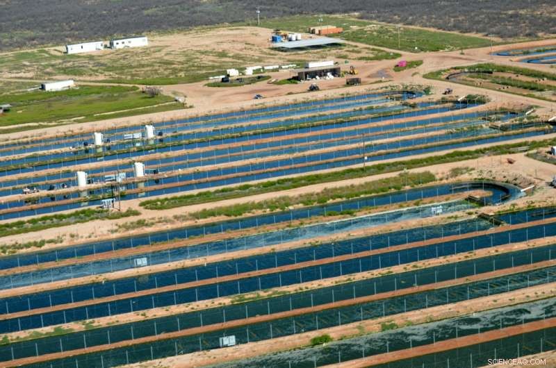 Sustainable Algae Cultivation for Renewable Biofuel Production