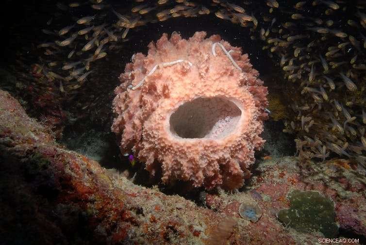 Sponges Surge in Anthropocene Reef Ecosystems: A Growing Environmental Trend