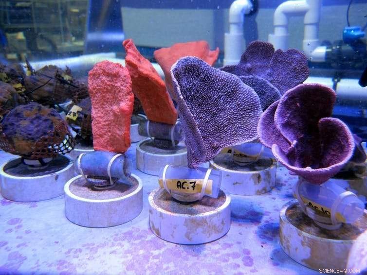 Sponges Surge in Anthropocene Reef Ecosystems: A Growing Environmental Trend