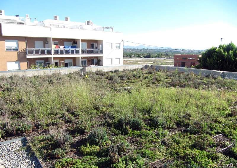 Green Roofs: A Proven Solution for Climate Change Adaptation