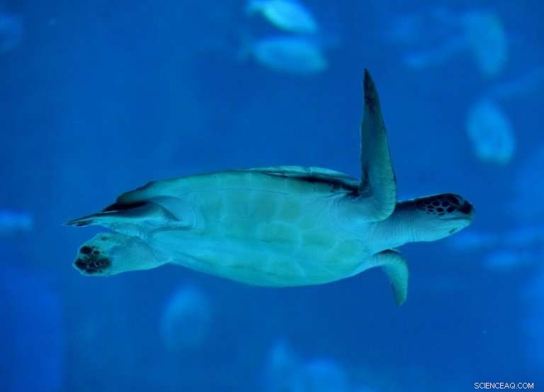 Hurricane Walaka Devastates Remote Hawaiian Island, Erasing It From the Map