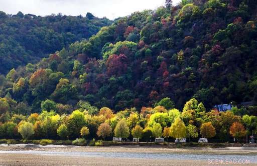 Record Low Rhine Water Levels Disrupt German Shipping and Environment
