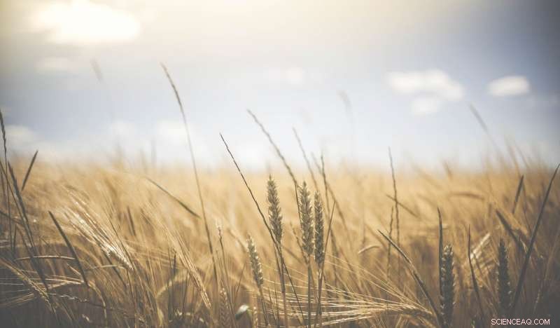 Soil Constraints Hampering Australian Wheat Production: A University of Queensland Model