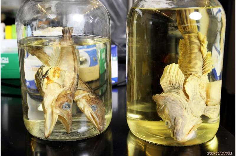 Why Antarctica s Cold-Adapted Fish Are Losing Their Edge