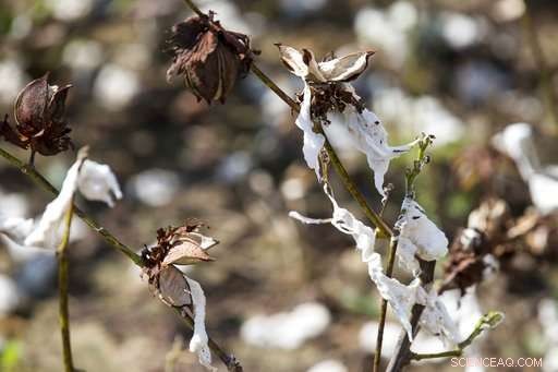 South Georgia Farmers Warn of Decades‑Long Recovery After Hurricane Michael