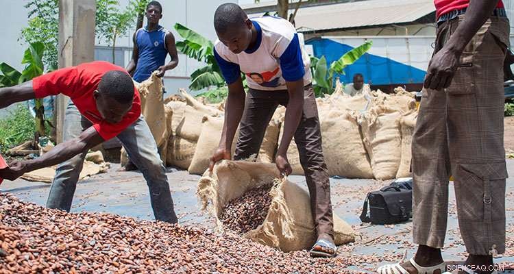 Improving Cocoa Production for Stronger Farmer Livelihoods