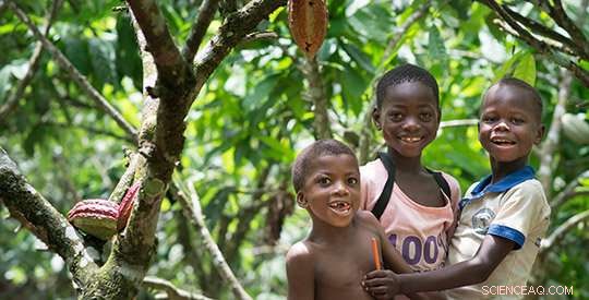 Improving Cocoa Production for Stronger Farmer Livelihoods