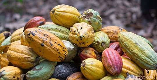 Improving Cocoa Production for Stronger Farmer Livelihoods