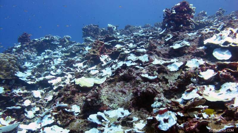 Century-Long Study Reveals Severe Bleaching Patterns on Pacific Coral Reef