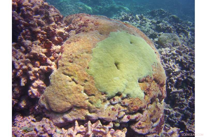 Century-Long Study Reveals Severe Bleaching Patterns on Pacific Coral Reef