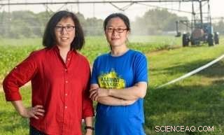 Scientists Identify Soil Microbes that Combat Drought to Boost Crop Yields