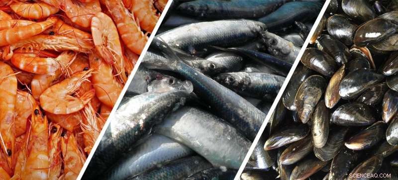 Chalmers University Reveals How to Reclaim Nutrients from Seafood Wastewater