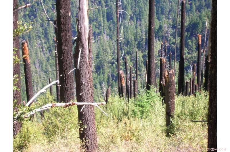 Douglas Firs Naturally Regenerate After Klamath Fires—Salvage Logging and Planting Unnecessary