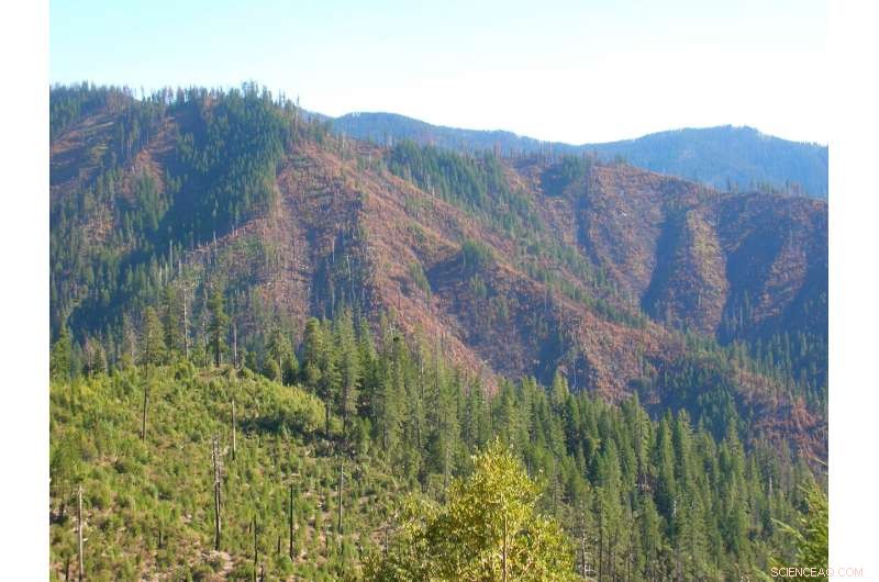 Douglas Firs Naturally Regenerate After Klamath Fires—Salvage Logging and Planting Unnecessary