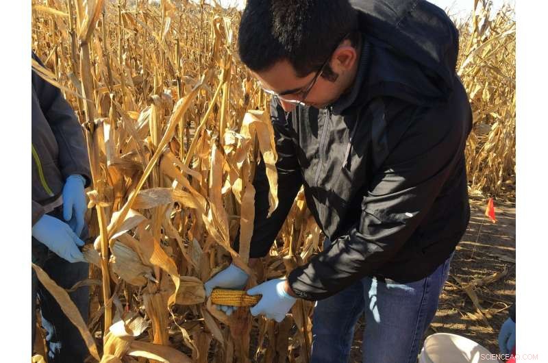 Impact of Manure Fertilizers on Soil Health: Comparative Findings