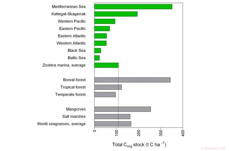 Is the World s Largest Carbon Sink—Eelgrass—Threatened?