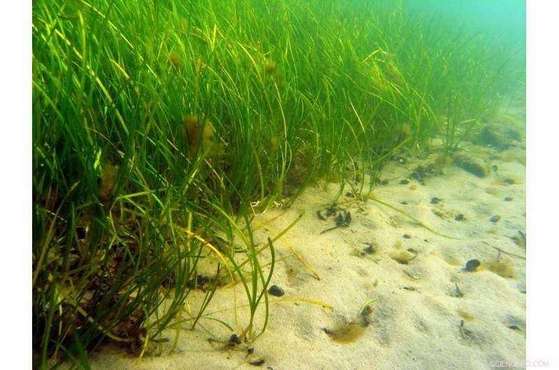 Is the World s Largest Carbon Sink—Eelgrass—Threatened?