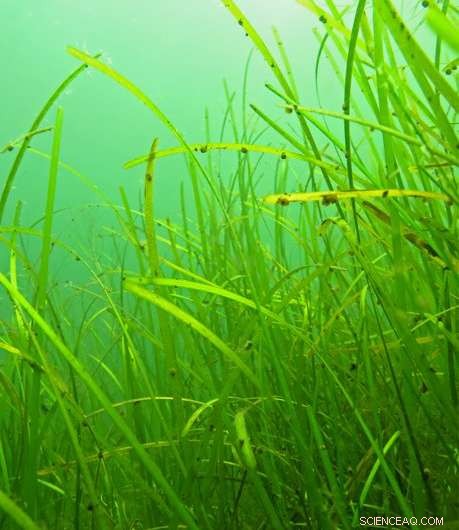 Is the World s Largest Carbon Sink—Eelgrass—Threatened?