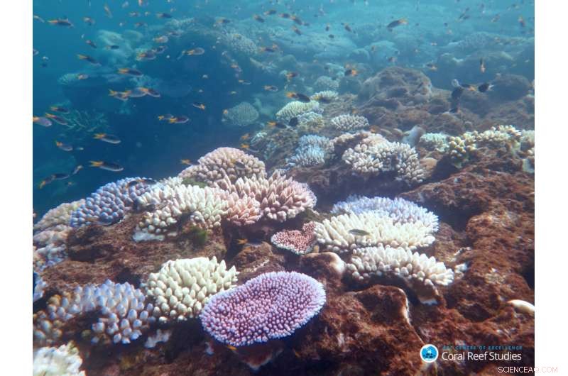 Resilient Corals Show Strong Resistance to Bleaching